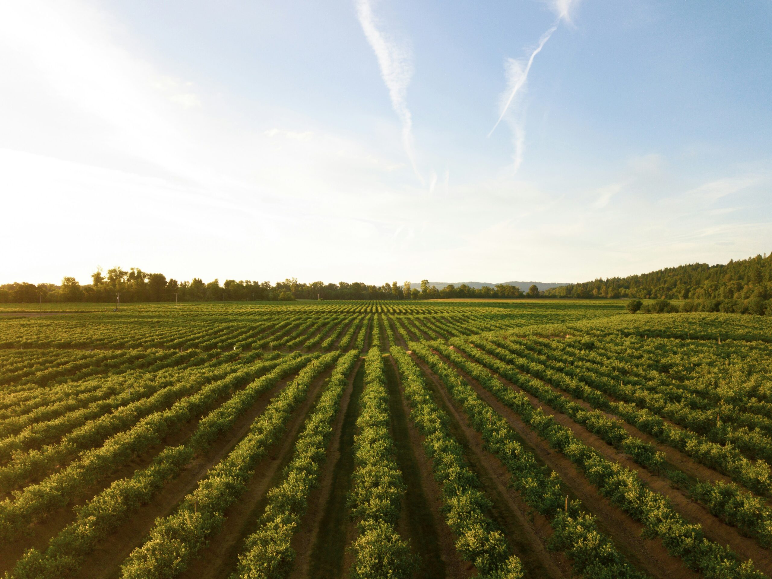Buju Stanciu & Associates Obtains Final Victory in Major Agricultural Sector Dispute